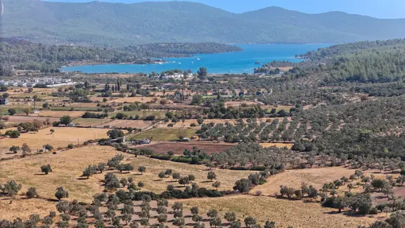 Fırsat!! 6.080 M2 Denize Yakın Yolu Elektrik Olan Zeytinli Tarla 2