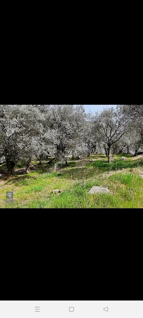Araç Takasına Açık Bayındır Baraj Manzaralı Zeytinlik 1