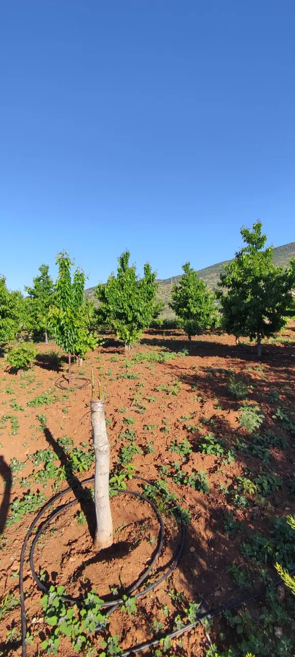 Hadim Bademli'de 1016 M2 Müstakil Tapu Satılık Bahçe 2