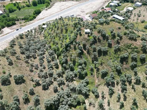 Hb'den Satılık Zeytinlik, Etrafı Çevirili, Verimli, 175 Ağaçlı 1