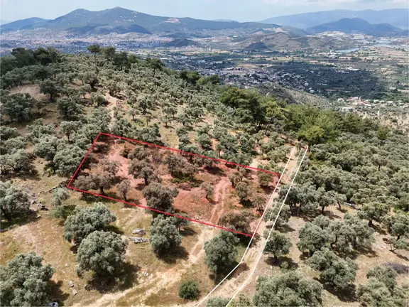 Milas Kırcağız'da Yolu Olan Manzaralı 1365m² Zeytinlik 1
