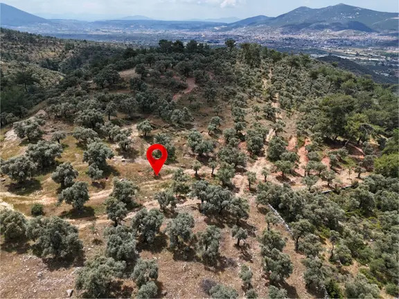 Milas Kırcağız'da Yolu Olan Manzaralı 1365m² Zeytinlik 2