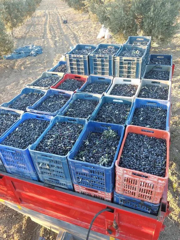 Satılık Zeytinlik Ve Tarla – Manisa Kırkağaç Yağmurlu Mahallesi ! 1
