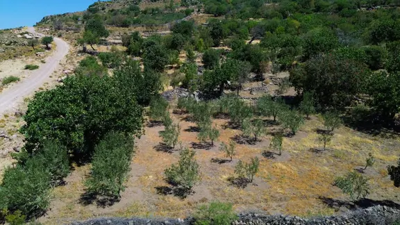 Yunusemre Dağyenice Mahallesinde Satılık Tarlalar 2
