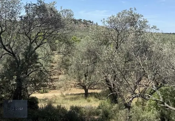 Havran Deliörende Satılık 5.300 M2 Satılık Zeytinlik 2