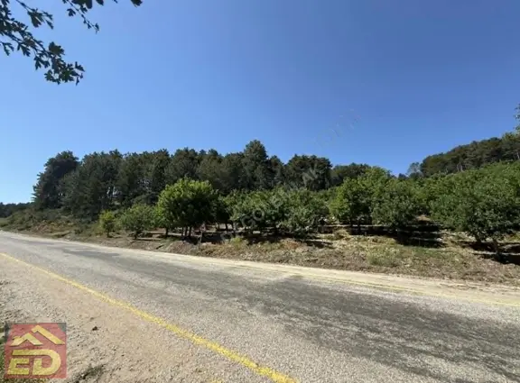 Dağcı Emlak Kovanoluk Yaylasında 21555 M2 Yetişkin Elma Bahçesi 2