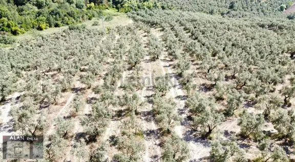İpekyayla Da Bakımlı Zeytinlik 1