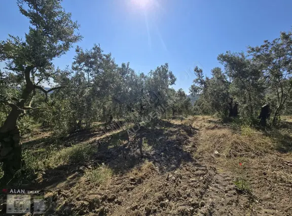 İpekyayla Da Bakımlı Zeytinlik 2
