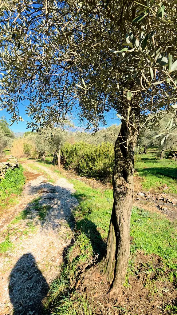 Muğla Milas Eğridere Satılık Zeytinlik 2