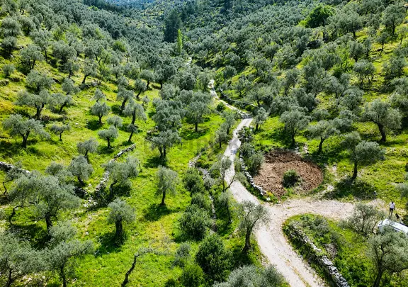 Muğla Milas Eğridere Satılık Zeytinlik 1