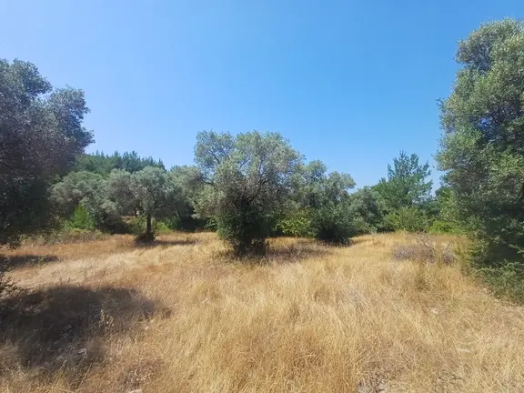 Milas Bozbük Yola 2 Cephe Satılık 5 Dönüm Zeytinlik 2