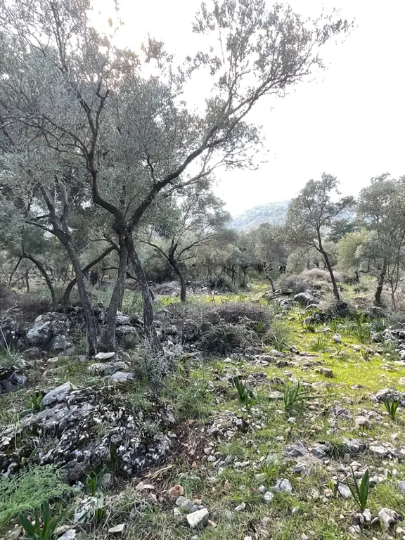 Milas Pınarcık Satılık 5 Dönüm Zeytinlik 2