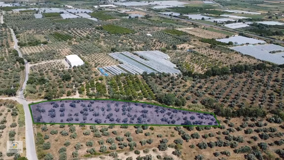 Aydın Sultanhisar Atça Mahallesinde Satılık 6266 M² İncir Bahçesi 2