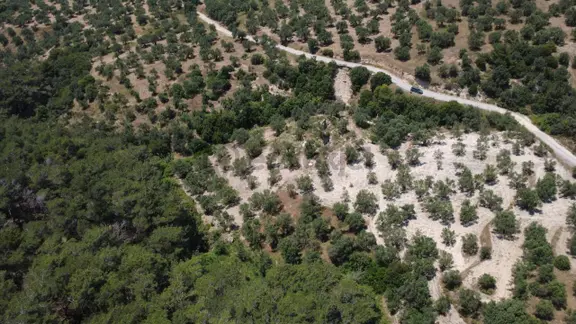Aşağışakranda 2130m2 Tek Tapu Yolu Olan Satılık Zeytinlik 1