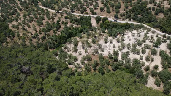 Aşağışakranda 2130m2 Tek Tapu Yolu Olan Satılık Zeytinlik 2