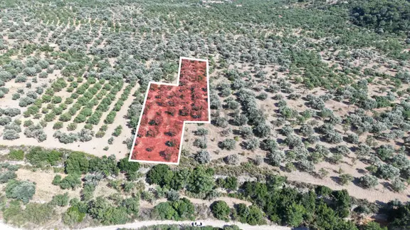 Datça Yaka Kumyerde Satılık 2.090m² Zeytinlik 1