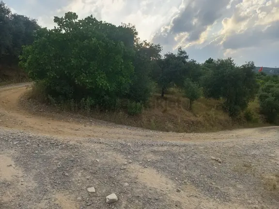 Mis Gibi Temiz Hava Tire Akyurt'ta 2487m2 Tek Tapu Zeytinliğimiz Satılıktır 1