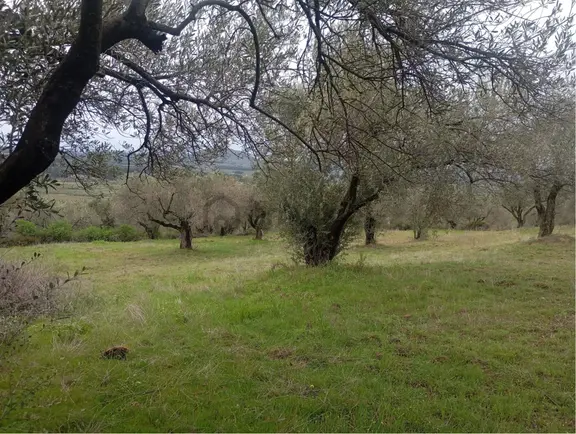 Manisa Kırkağaç Musahocada Satılık Zeytinlik 2