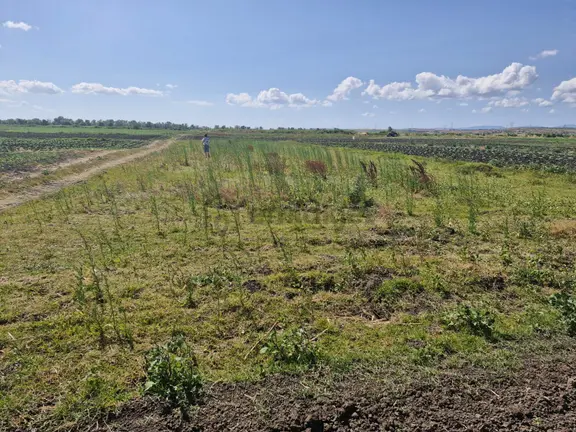 Bandırma Kuscennetinide 930 M Yola Cepheli Tarla 2