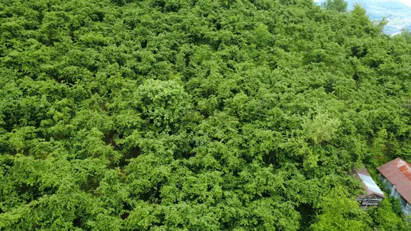 Giresun Yağlıdere Kızılelma'da Satılık Fındık Bahçesi 1