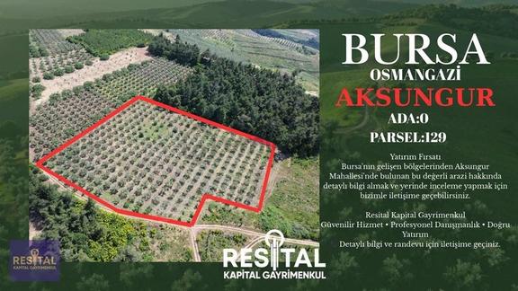 Osmangazi Aksungur'da 11 Dönüm Müstakil Tapulu Tarla 1