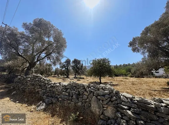 Bodrum/pınarlıbelen İnişdibi Yola Cephe Zeytinli Tarla. 1