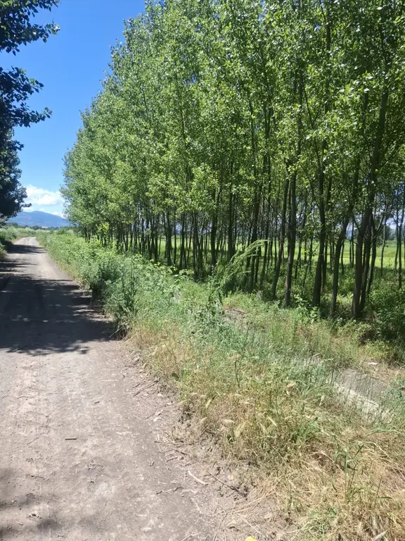 Yankıdan Pazar Kanlıgöl Mevkiğinde 400 Ad.1.130 M2 Kavaklı Tarla 2