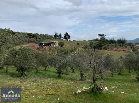 Menderes Yeniköy Merkez Satılık Zeytinli Tarla 250m2 Çiftlikevi 1