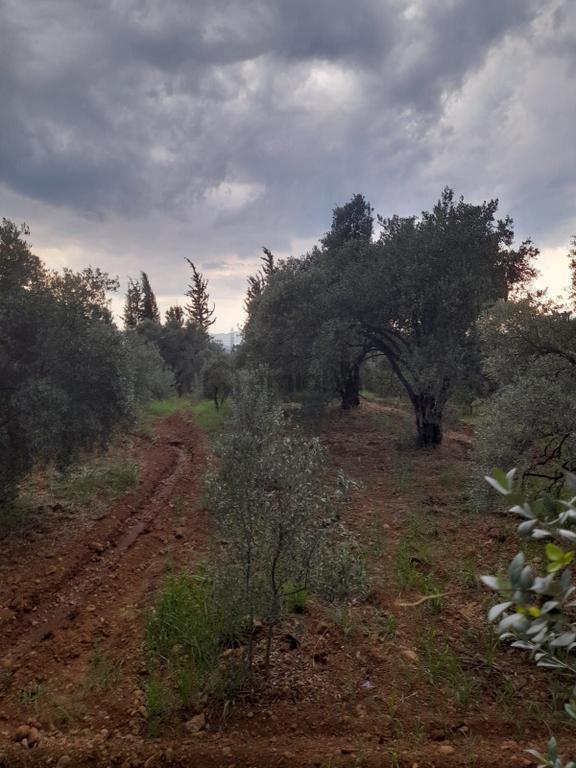 Müjgan Emlaktan Köyceğiz Yangıda Satılık 2500 M2 Tarla 1