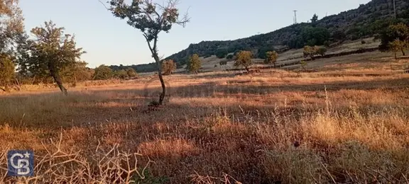 Ayvacık'ta Yerleşim Yeri Yakını Satılık Fırsat Tarla 1