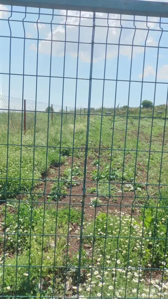 Kütahya Merkez Işıkkara Köyünde Satılık Tarla 2