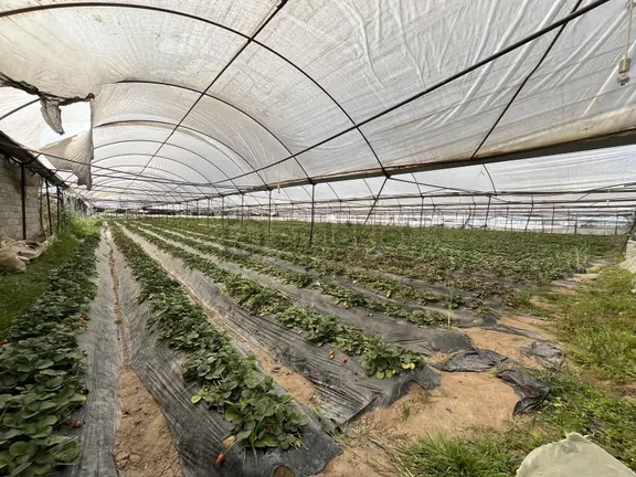 Kemerağzı'nda Asfalt Yola Sıfır 4.450 M2 Çilek Tarlası 1