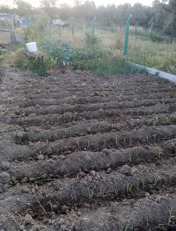 Bursa Emlak Alemi Yeniköy'de 1282m2 Yola Cepheli Hobi Bahçesi 2