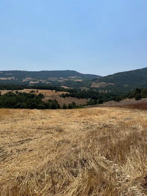 Sahibinden Sahibinden Satılık Geyve Poydular 4,5 Dönüm Asfalt Yola Cepheli 2