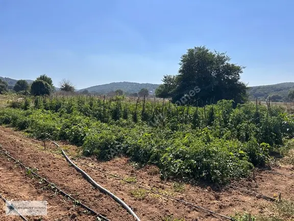 Beykoz Ali Bahadırda Riva Aksına Yakın Satılık Tarla 1
