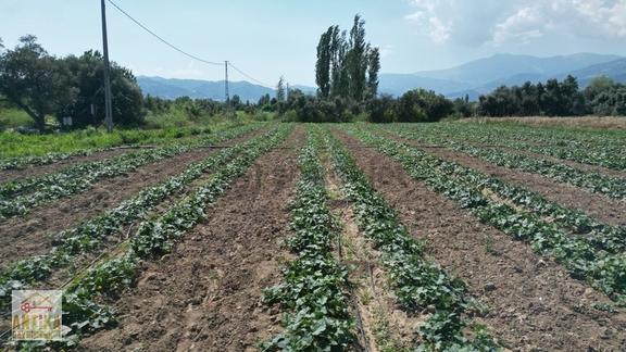 Antika Gayrimenkulden Kiraz Merkeze 6 Km Yakınında Satılık Tarla 2