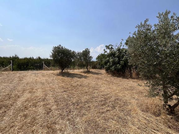 Kemalpaşa Bağyurdu Satılık 5650 M2 Bahçe 2