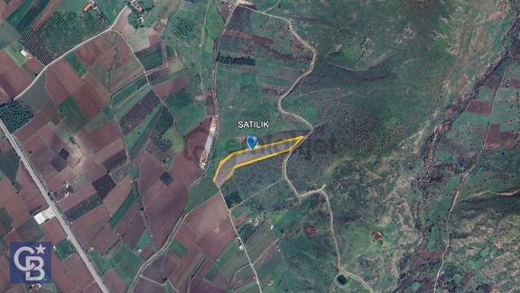 Cb Odak'tan Dikili Kızılçukur'da Satılık 23.060 M² Zeytinlik 2