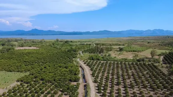 Köyceğiz Toparlarda 19.220 M² Verimli Portakal Bahçesi 2