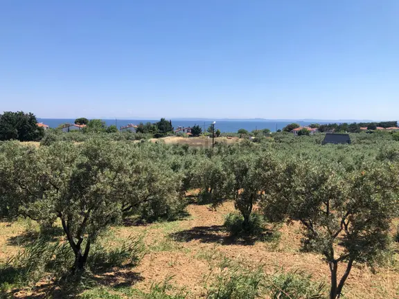 Şarköy De Işık Emlaktan Aşağıkalamış Mah De 6271 M2 Zeytinlik 1