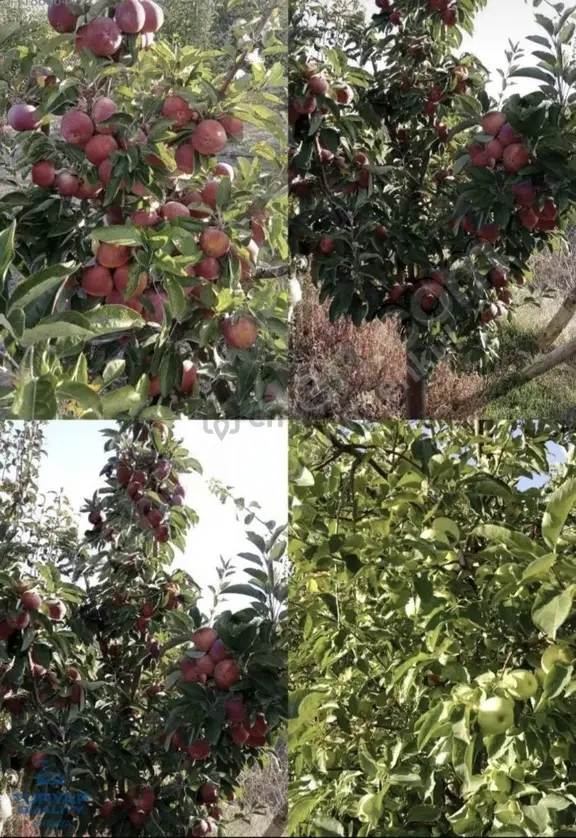 Isparta Merkez Kuleönü Köyünde Satılık Bahçeli 1550m2 Tarla 1