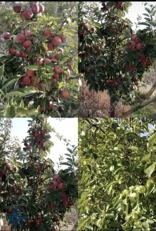 Isparta Merkez Kuleönü Köyünde Satılık Bahçeli 1550m2 Tarla 1