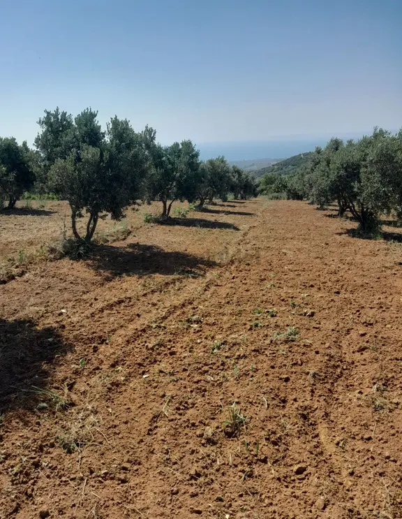 Bulut Yatırımdan 6920 M² Deniz Manzaralı Yetişmiş Zeytinlik 1