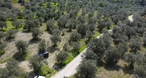 Çanakkale Ayvacık Nusratlı Köyü Sahile Yakın Yol Üstü Zeytinlik 2