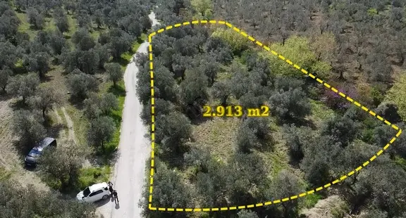 Çanakkale Ayvacık Nusratlı Köyü Yolunda Sahile Yakın Zeytinlik 1
