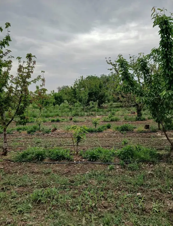 10dönüm Kirazlık Bahçe 2