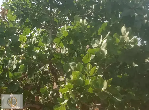 Günbulurda İki Tapu Fıstıklık Uygun Fiyat 1