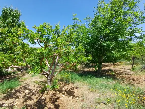 D340 Karayoluna 100 Metre Mesafede Tek Tapu Meyve Bahçesi 2