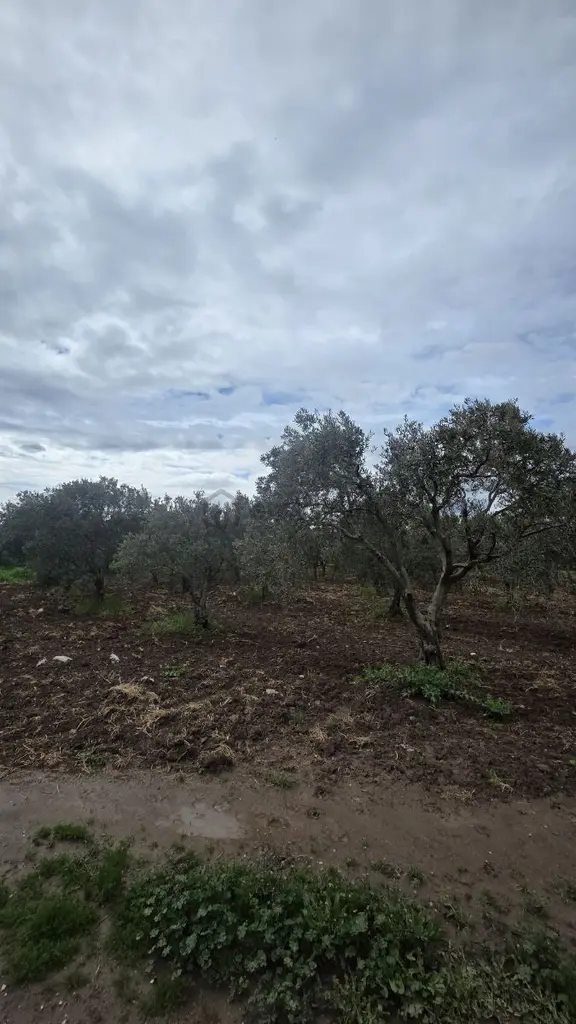 Yalçınlar Gayrimenkulden Akhisara 3km Satılık Zeytinlik 2