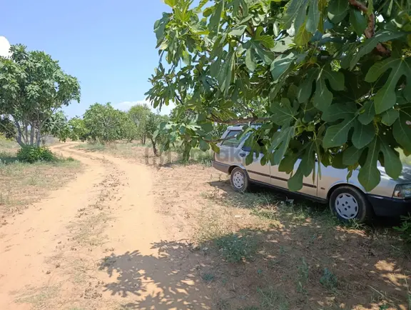 9.300m Yerleşim Alanı Na Yakın Tamamı Düz İncir Bahçesi 2
